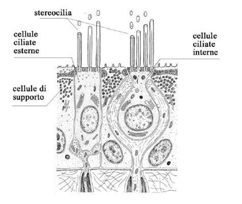 Micrografia delle cellule ciliate all'interno della mucosa tubarica