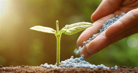 confronto visivo tra piante trattate con fertilizzanti organici certificati e fertilizzanti convenzionali