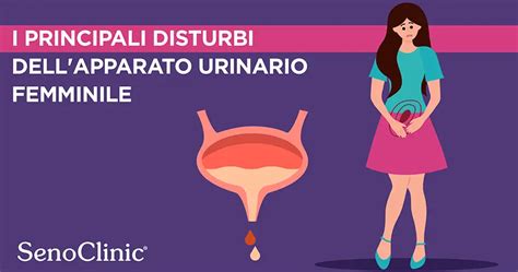 Schema del tratto urinario femminile con evidenza della vescica