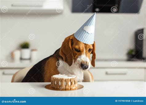 Cane che mangia una torta di compleanno