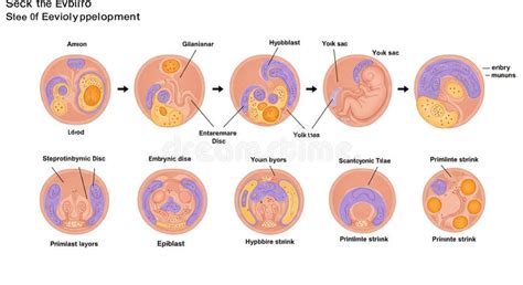 diagramma che illustra la progressione temporale di un'ecografia ostetrica
