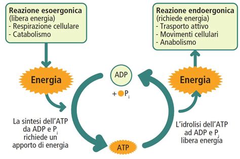 schema del metabolismo cellulare e accumulo dei GAG nel lisosoma