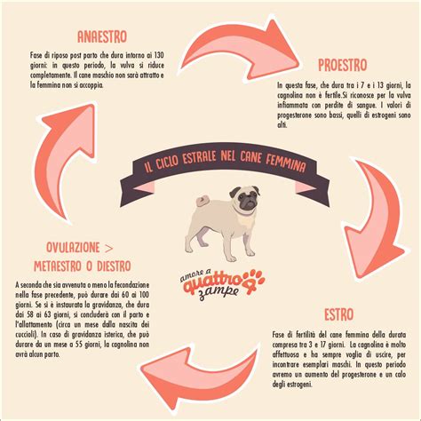 schema del ciclo estrale della cagna con le fasi di proestro, estro, diestro e anaestro