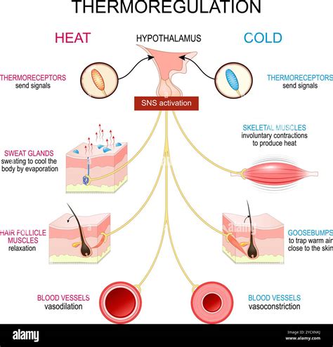 Infografica sulla termoregolazione cutanea in base alla scelta delle fibre tessili