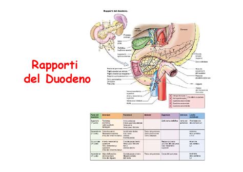 Schema dei rapporti anatomici nell'addome fetale per distinguere la vescica dalla cisti ovarica