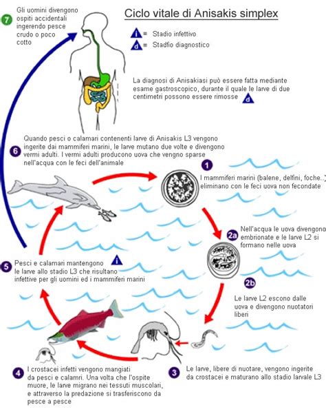Ciclo vitale di Anisakis