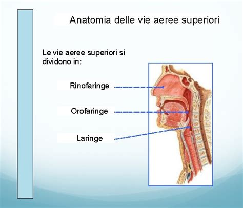 Schema delle vie aeree superiori con tonsille e adenoidi ingrossate