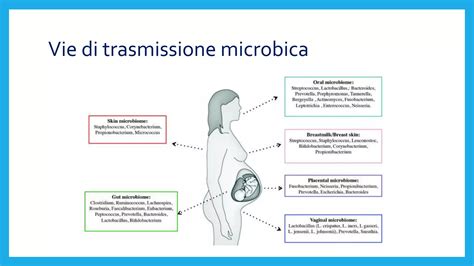 diagramma del microbiota materno e trasmissione dei segnali biochimici al feto