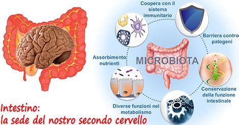Diagramma che illustra la connessione tra flora intestinale e sistema immunitario