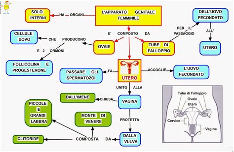rappresentazione schematica del sistema riproduttivo femminile e dei diversi siti di deposizione del liquido seminale nelle tecniche di PMA