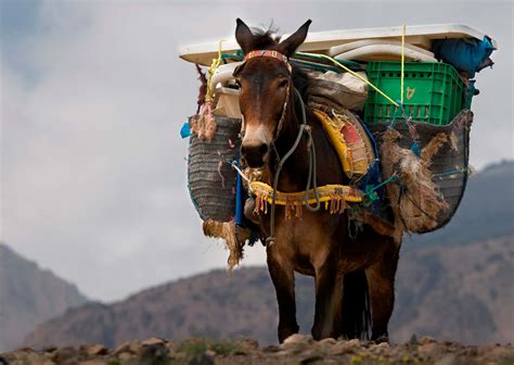 Mule in Mountain Terrain