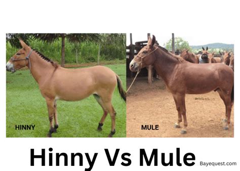 Hinny with Mare-like Features