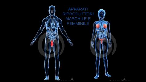 schema anatomico dell'apparato riproduttore maschile e posizionamento di una protesi peniena