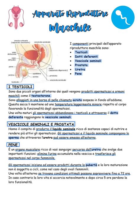 schema anatomico dell'apparato riproduttore bovino e corretta posizione di inseminazione