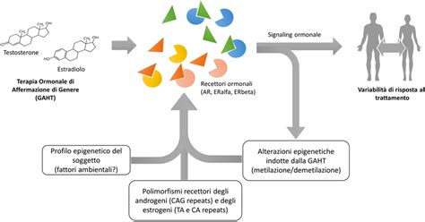 Rappresentazione schematica dell'interazione tra Vitamina D, endometrio e impianto embrionale