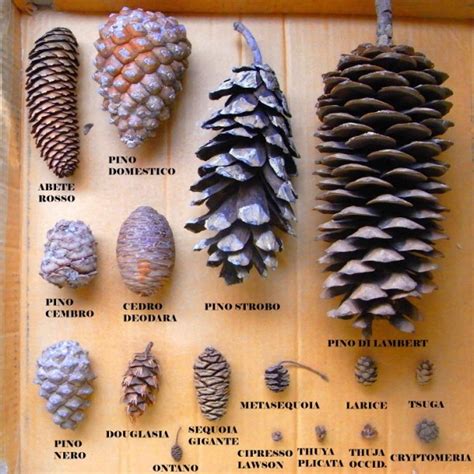 Vari tipi di pigne di pino