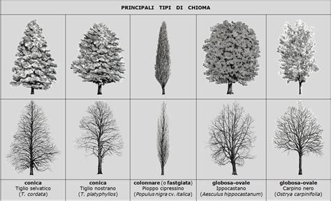 Tipi di chiome delle conifere (piramidale e ombrelliforme)