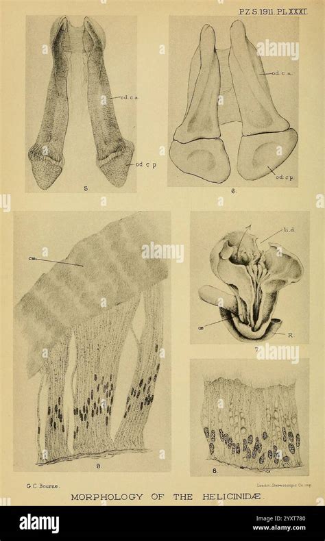 Illustrazione dettagliata delle caratteristiche morfologiche della razza Duroc, inclusi mantello, testa e arti