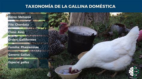 Gallina domestica con pannolino in un ambiente interno pulito
