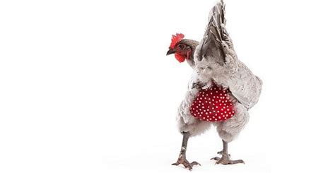 Schema delle diverse tipologie di pannolino per galline con foro per la coda
