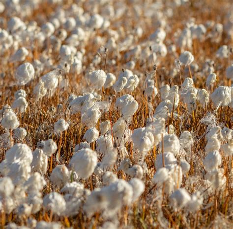 Dettaglio della trama del cotone batista dopo il lavaggio