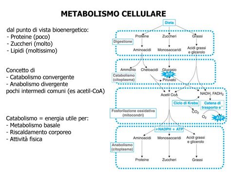 illustrazione schematica del metabolismo materno durante l'allattamento che evidenzia il dispendio calorico