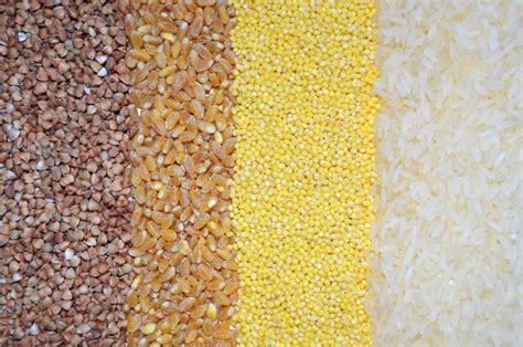 illustrazione di cereali vari, grano, riso e mais