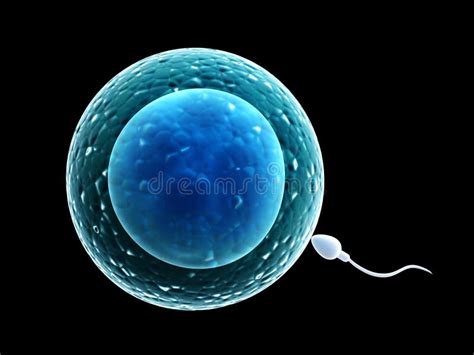 Spermatozoo che feconda un ovulo