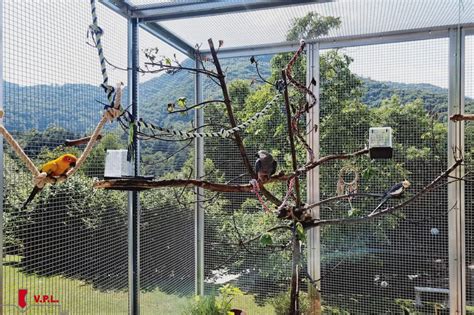 Interno di una voliera ben allestita per Conuri del Sole