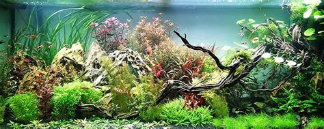 Acquario senza alghe