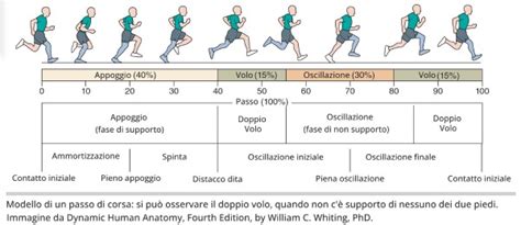 Diagramma che illustra la progressione dalla camminata bipede terrestre alla deambulazione in acqua bassa