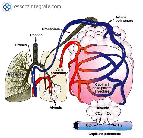 Infografica che illustra le differenze nella struttura polmonare e nel controllo respiratorio tra umani e scimpanzé