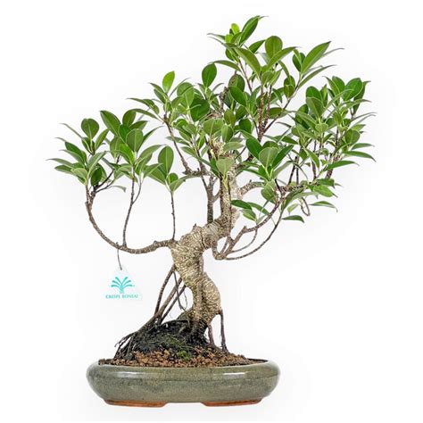 Bonsai Ficus Retusa con radici aeree