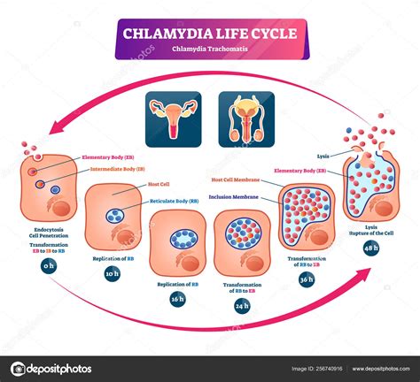 Diagramma del ciclo vitale della Chlamydia abortus