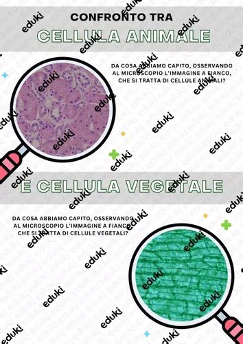 Confronto tra placenta animale e fito-placenta