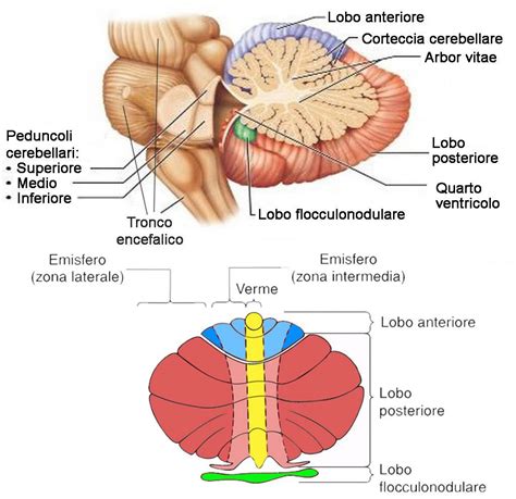 schema anatomico del cervelletto e del verme cerebellare