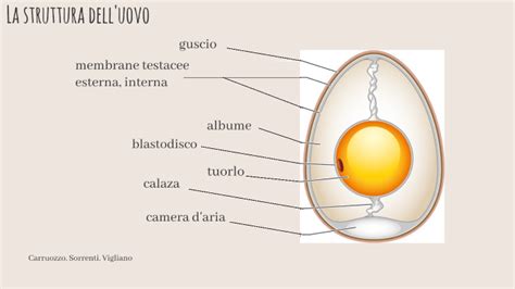 Struttura dell'uovo amniotico e le sue membrane protettive