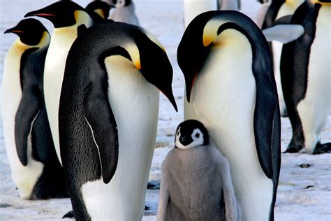 Pinguino imperatore in cova