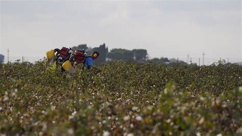 campi di cotone in California, paesaggio rurale degli anni trenta