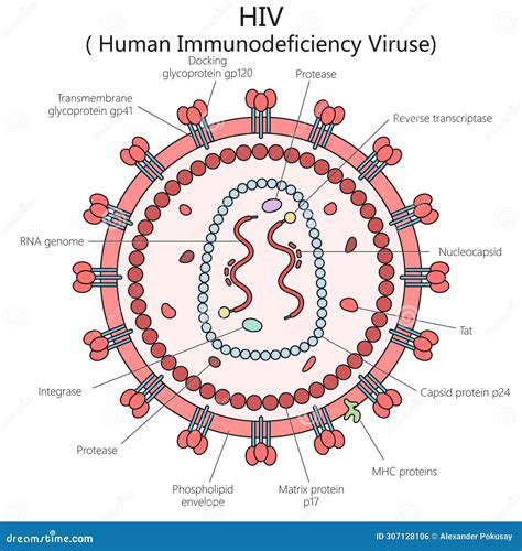 rappresentazione schematica della trasmissione materno-fetale del virus HIV