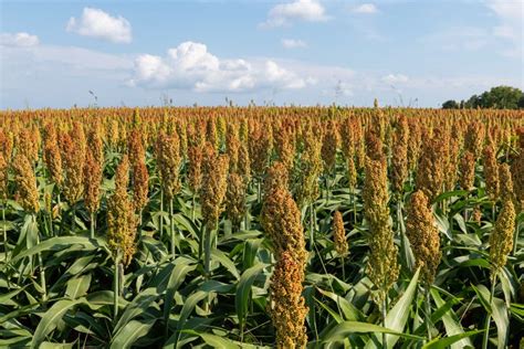 Pianta di sorgo in campo aperto