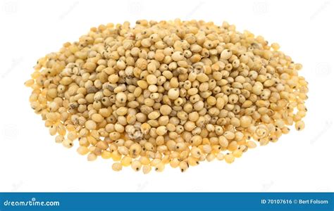 Granella di sorgo raccolta in un contenitore