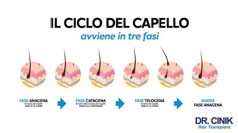 illustrazione schematica del ciclo di vita del capello e impatto degli ormoni