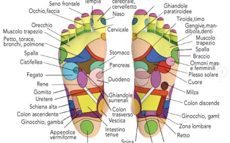 rappresentazione anatomica dei piedi e punti riflessologici