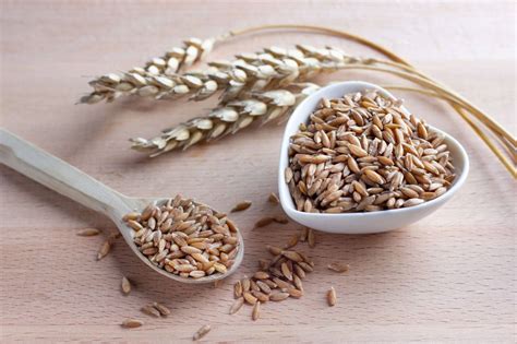 Illustrazione del test di gravidanza con orzo e grano nell'antico Egitto
