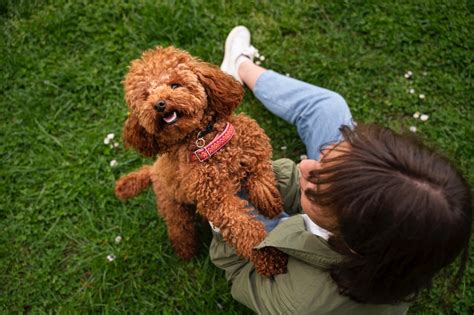 Proprietario che addestra il proprio barboncino con rinforzo positivo