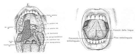schema anatomico del palato duro e molle nel neonato