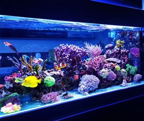 Dettaglio di un fondo attivo per acquario