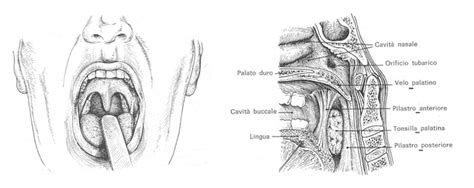 Diagramma anatomico del palato duro e molle