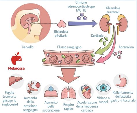 schema del sistema endocrino e influenza del cortisolo